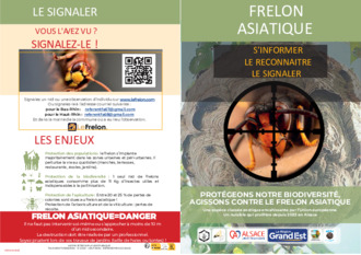 Frelon Asiatique 