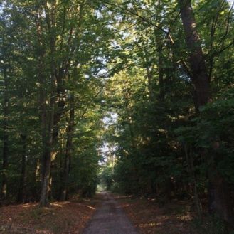 Forêt communale de Gries en automne