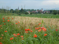 Coquelicots à Gries