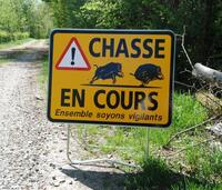 Battue de chasse 